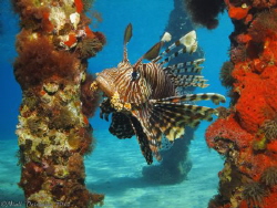 Lion fish approaching between the legs of a red sponge co... by Niall Deiraniya 